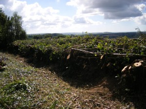 Hedge_laying_2010