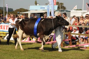 dairy champion Melplash Show 2013