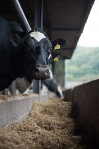 dairy cows 1 (3)