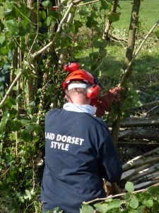 tim frampton winner laying hedge dorset style