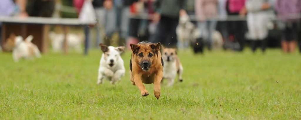 terriers