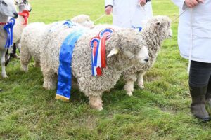 Prize sheep